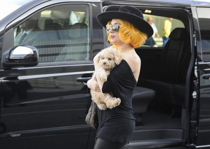 LADY GAGA A ROMA, A L.A. RAPISCONO I SUOI CANI